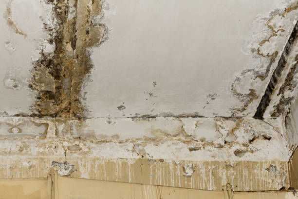 Mold Remediation for Vacation Homes in Falls Church, VA