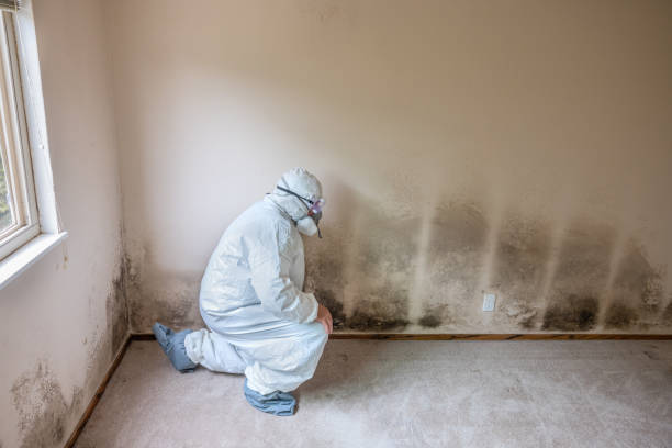 Trusted Falls Church, VA Mold Prevention & Removal  Experts